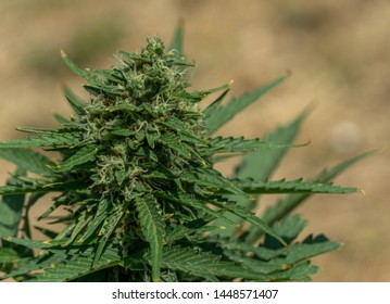 The medicinal marijuana sprout, end of the flowering phase, large flowers and ripe fruit, we can observe pollen, trichomes and terpenes. Ideal for concentration and work, icone of cannabis.