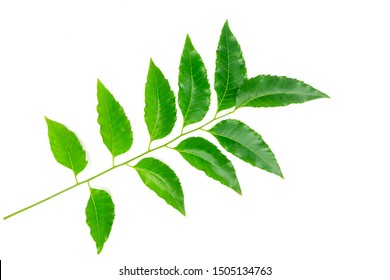 Medicinal Neem Leaf Isolated On White Stock Photo 1505134763 | Shutterstock