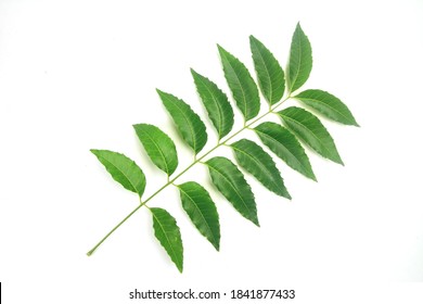 5,478 Medicinal plant neem Stock Photos, Images & Photography ...