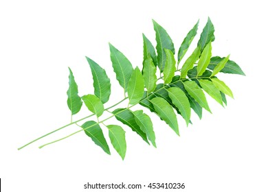 Medicinal Neem Leaf Isolated On White Background