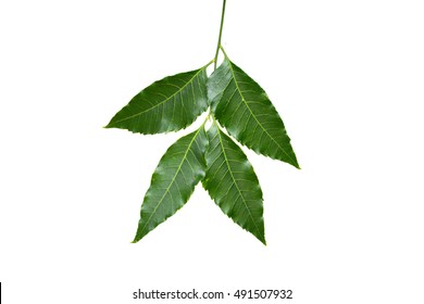 Medicinal Neem Leaf Isolated On White Background