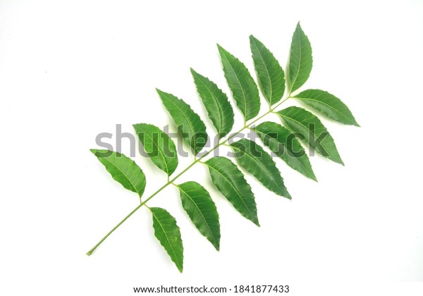 Medicinal Neem Leaf Isolated On White Stock Photo (Edit Now) 1841877433