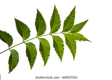 8,500 Neem tree leaf Images, Stock Photos & Vectors | Shutterstock