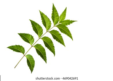 Medicinal Neem Leaf On White Background Stock Photo 469042691 ...