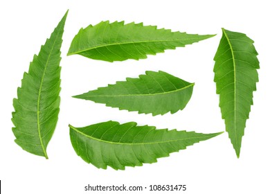 Medicinal Neem Leaves
