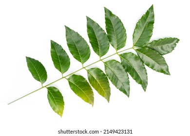 5,279 Azadirachta indica leaves Images, Stock Photos & Vectors ...