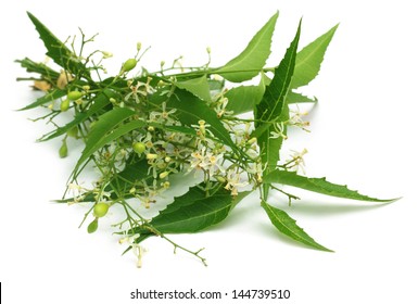 Medicinal Neem Leaves With Flower