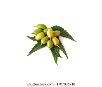 Medicinal Neem Leaves With Fruit On White Background