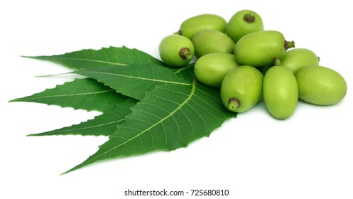 Medicinal Neem Leaves With Fruit Over White Background