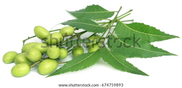 Medicinal neem leaves with fruits over white background