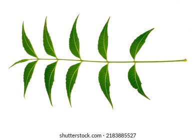 Medicinal Neem Leaves Isolated On White Stock Photo 2183885527 ...