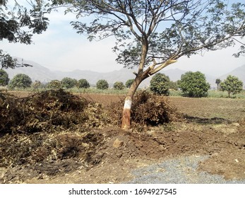 A Medicinal Plant Acacia On Roadside And At Corner Of Field, That Is Used To Get Acacia Gum. The Gum Used In Pharmaceutrneical Preparations As Excipient