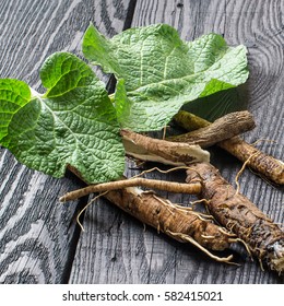 Medicinal plant burdock (Arctium lappa). Leaves and root on a dark wooden background. It is used for the treatment and care of hair. Square image