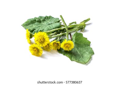 Coltsfoot High Res Stock Images Shutterstock