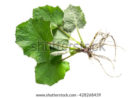 Medicinal plant coltsfoot (Tussilago farfara). The leaves and roots on a white background