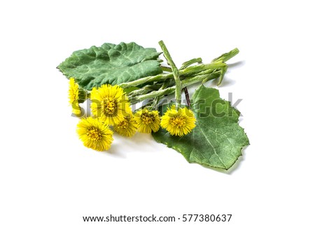 Medicinal plant coltsfoot (Tussilago farfara). The leaves and flowers on a white background