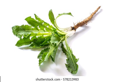 Medicinal Plant Dandelion (Taraxacum Officinale). Dandelion Leaves And Roots On A White Background. It Is Used For Herbal Medicine And Healthy Food