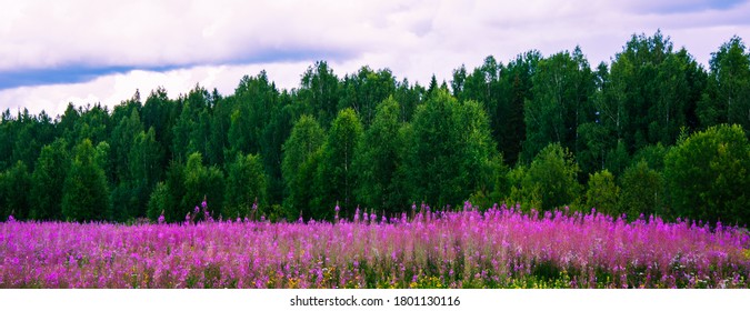 The medicinal plant fireweed (Ivan-tea) grows in the meadow against the background of the northern taiga and the blue cloudy sky. Healthy lifestyle. Tourist destination
