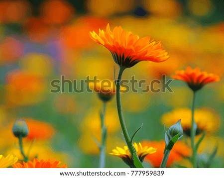 Image, Stock Photo sea of marigold blossoms