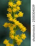 Medicinal plant or invasive weed ; tall goldenrod or giant goldenrod; Solidago Gigantea