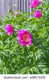 Medicinal Plant Marin Root Or Peony (lat. Paeonia Anomala ). The Flowering Tree Near A Wooden Fence At The Dacha