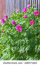 Medicinal Plant Marin Root Or Peony (lat. Paeonia Anomala ). The Flowering Tree Near A Wooden Fence At The Dacha