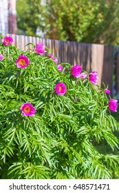 Medicinal Plant Marin Root Or Peony (lat. Paeonia Anomala ). The Flowering Tree Near A Wooden Fence At The Dacha