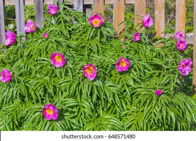 Medicinal Plant Marin Root Or Peony (lat. Paeonia Anomala ). The Flowering Tree Near A Wooden Fence At The Dacha