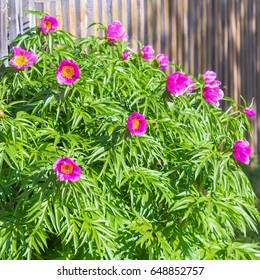 Medicinal Plant Marin Root Or Peony (lat. Paeonia Anomala ). The Flowering Tree Near A Wooden Fence At The Dacha