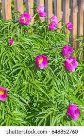 Medicinal Plant Marin Root Or Peony (lat. Paeonia Anomala ). The Flowering Tree Near A Wooden Fence At The Dacha