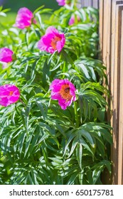 Medicinal Plant Marin Root Or Peony (lat. Paeonia Anomala ). The Flowering Tree Near A Wooden Fence At The Dacha