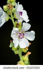 Medicinal Plant Marsh Mallow