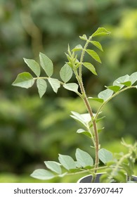 Medicinal plant named Ural daylily