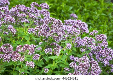 718 Common oregano Images, Stock Photos & Vectors | Shutterstock