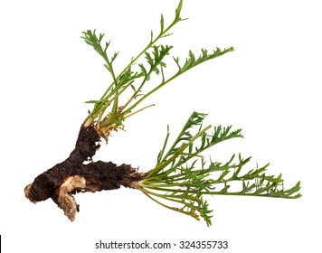 Medicinal plant: Patrinia intermedia
