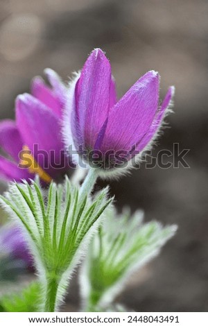 the medicinal plant Pulsatilla patens blooms with magenta flowers