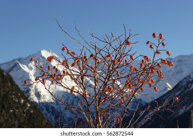 Medicinal plant, Rosa Canina  (dog rose) fruits with mountains as background. Photo taken in a winter sunny afternoon at an altitude of 1900 meters.