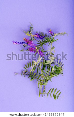 Similar – Wild flower pattern on white background