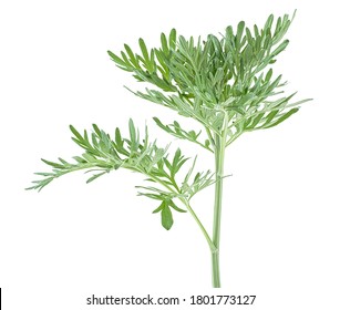 Medicinal Plant Of Wormwood Isolated On A White Background. Sagebrush Twig.