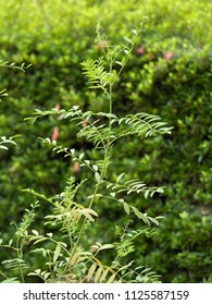 Medicinal Plants Called Spanish Licorice