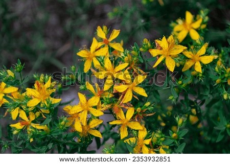 Medicinal plants: details of perforate St John's-wort flowers (Hypericum perforatum), St Johnswort wildflowers Turkey