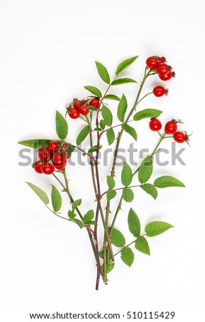 Medicinal plants and herbs composition: Dog rose, bunch branch Rosehips, Different types Rosa canina hips on white