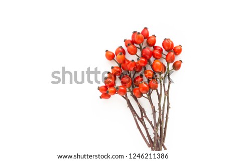 Medicinal plants and herbs composition Pile of Dog rose bunch branch Rosa canina on white 