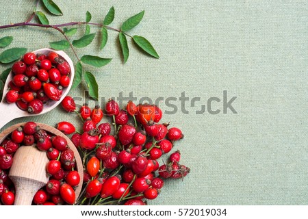 Medicinal plants and herbs composition Pile of dried rose hips and Dog rose, bunch branch Rosehips, types Rosa canina