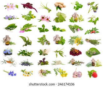 Medicinal plants isolated set.