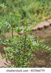 Medicinal Plants Named Spain Licorice