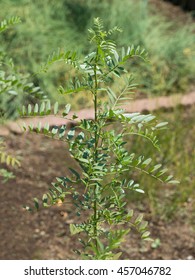 Medicinal Plants Named Spain Licorice