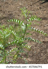 Medicinal Plants Named Spain Licorice