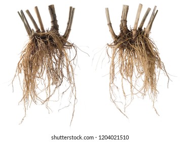 Medicinal Plants. Valeriana Officinalis. Whole Fresh Valerian Root Isolated On White Background.