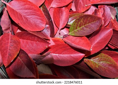 Medicinal Red Aronia Leaves For Tea